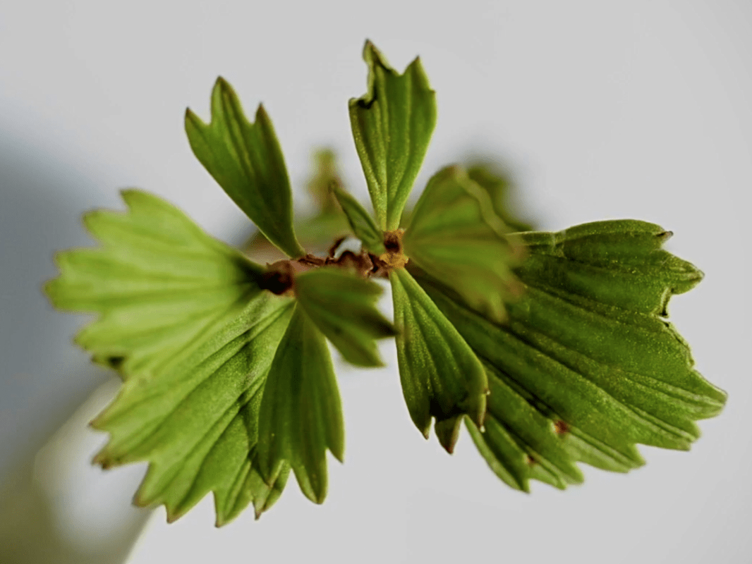 Myrothamnus