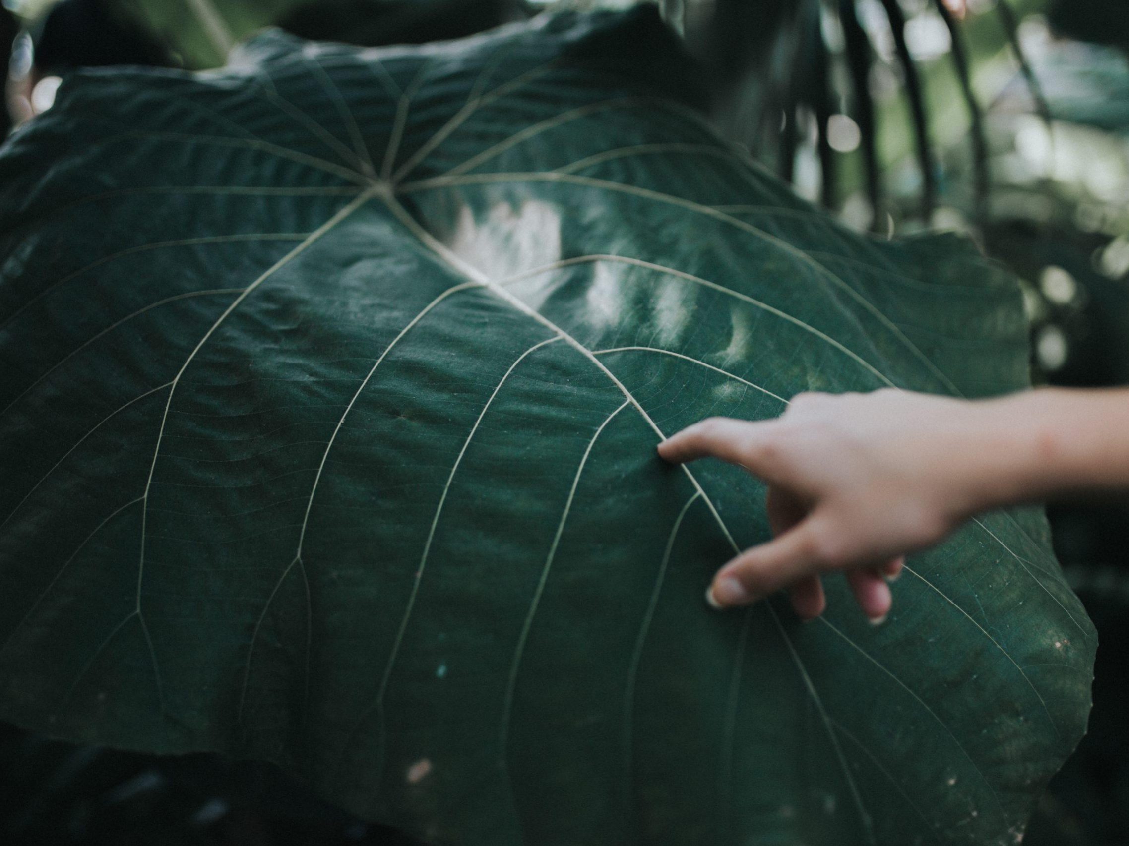 A close-up of a large, green leaf with pronounced veins. A person's hand, extending from the right, gently touches the leaf. The background is blurred, showcasing more lush green foliage.